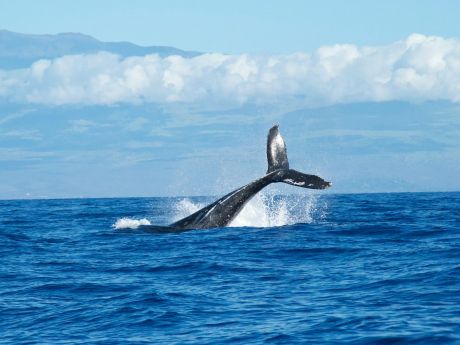 Наблюдения за китами в России могут подешеветь