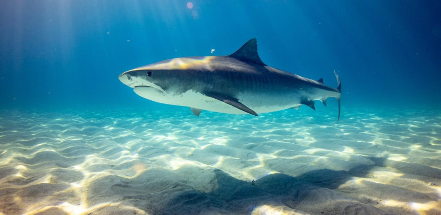 В Египте нашли способ избавить туристов от нападения акул