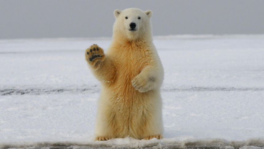 Депутаты предложили вернуть кешбэк, но только за туры в Арктику