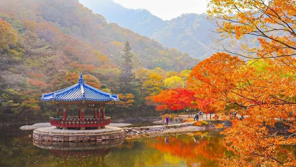 От огненных клёнов до розовой травы: все краски осени в Корее