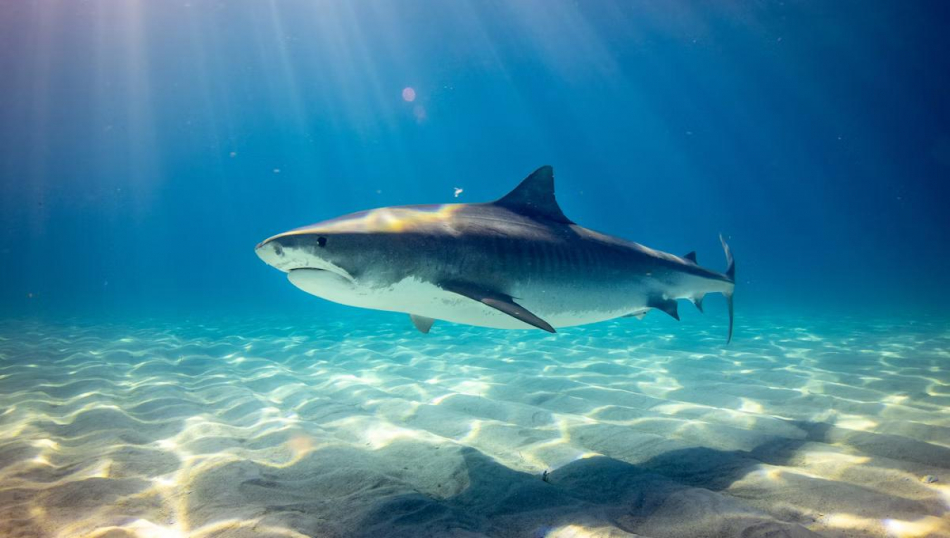Туристов пугают акулами в Хургаде, а региональная программа во Вьетнам снята