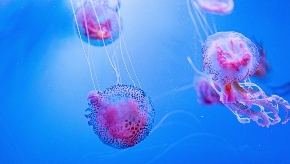 На Пхукете туристов предупредили о скоплении ядовитых медуз