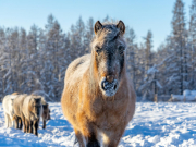 Крупная отельная сеть заходит в Якутию