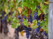 В Крыму обещают не допустить строительство крупных отелей вместо виноградников