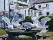 Турецкие отельеры не планируют снижать цены, а у турагентов растут доходы