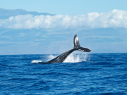 Наблюдения за китами в России могут подешеветь