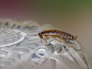 У туроператора отсудили более 400 тыс. рублей из-за тараканов в отеле 5* в Турции