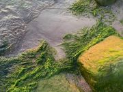 «Море у вас не Черное, а зеленое!»: турбизнес ответил на претензии туристов к отдыху в Анапе