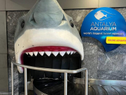 Забастовка в аэропорту Антальи де-факто завершилась в конце августа