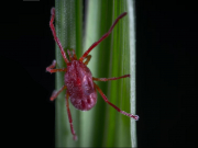 Туристы из России заболели боррелиозом после укусов клещей в Таиланде