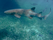Страховая отказала туристке, на которую напала акула на Мальдивах