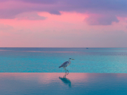 Пять дней на Мальдивах с Profi.Travel: онлайн-экспедиция турагентов вернулась с призами