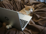 Мнение юриста: чем опасны самозанятые в туризме