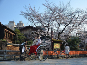 Цветение сакуры-2026: актуальные маршруты и визовые особенности