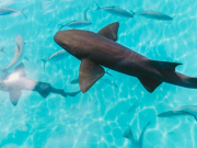 Сантиметров 70: эксперт прокомментировал появление акулы на пляже в Египте