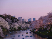 Туроператоры сообщили, повлияет ли отмена фестиваля цветения сакуры на спрос на Японию