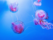 На Пхукете туристов предупредили о скоплении ядовитых медуз