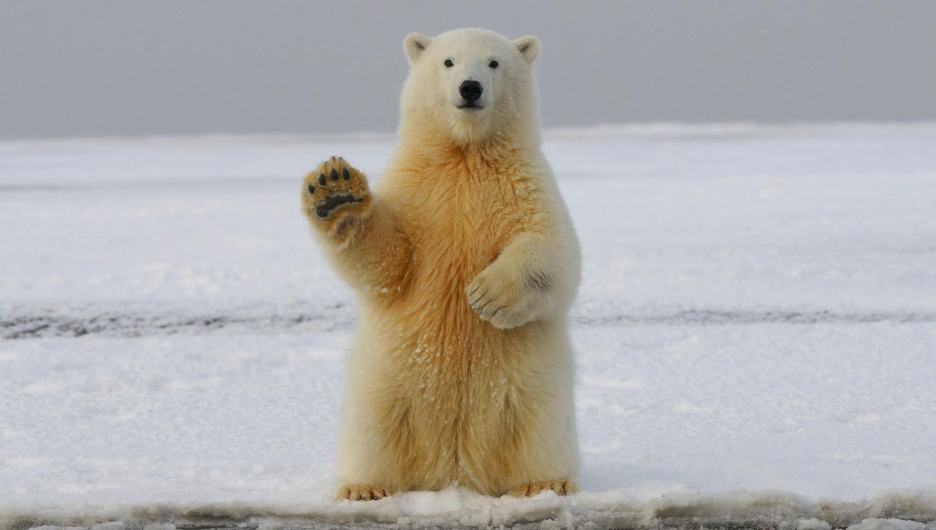Депутаты предложили вернуть кешбэк, но только за туры в Арктику
