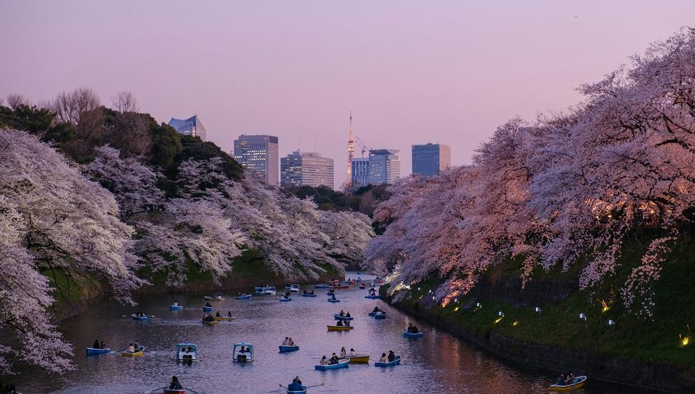 Туроператоры сообщили, повлияет ли отмена фестиваля цветения сакуры на спрос на Японию